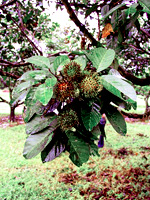 Rambutan