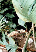 Monstera oreophila