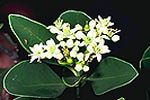 Rutaceae