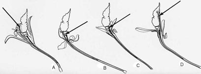 Pollen placement diagram