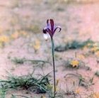 Iris longiscapa