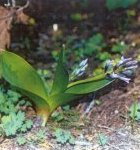 Hyacinthus litwinowii
