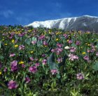 Tien Shan