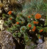 Rhodiola linearifolia