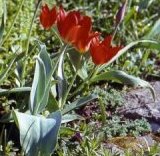 Tulipa vvedenskyi