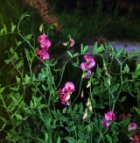 Lathyrus