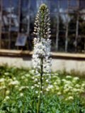 Eremurus