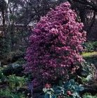 Rhododendron ledobourii