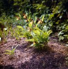 Cypripedium calceolus