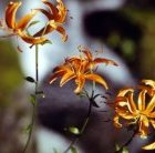 Lilium distichum