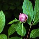 Peonia obovata