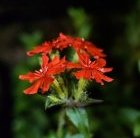 Lychnis fulgens