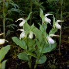 Cypripedium macranthon