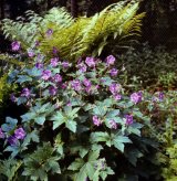 Geranium wlassowianum