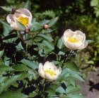 Paeonia lactiflora