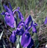 Iris laevigata