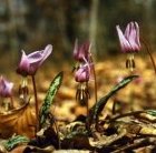 Erythronium dens-canis