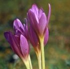 Colchicum autumnale