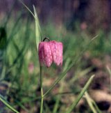 Fritillaria meleagris