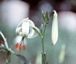 Lilium ledebourii