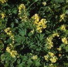 Corydalis bracteata