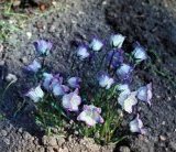 Campanula biebersteiniana