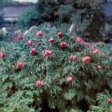 Paeonia anomala