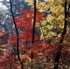 Broad-leaf forest