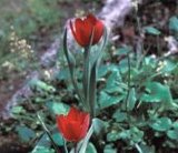 Tulipa gesneriana - the ancestor of cultivated tulips