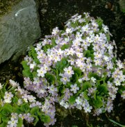 Primula woronowii