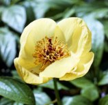 Paeonia steveniana