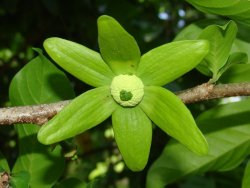 Flower of Lettowianthus stellatus (Annonaceae), a Near-Threatened species found in the Mahenge Mountains, Tanzania