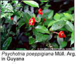 Psychotria poeppigiana Mull. Arg. in Guyana