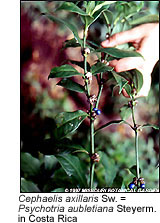 Cephaelis axillaris Sw. = Psychotria aubletiana Steyerm. in Costa Rica