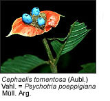Cephaelis tomentosa (Aubl.) Vahl. = Psychotria poeppigiana Mull. Arg.