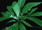 Amphidasya ambigua in Colombia