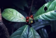 Margaritopsis guianensis in French Guiana; photo courtesy of M.F. Pr�vost, CAY