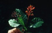 Palicourea crocea in Puerto Rico