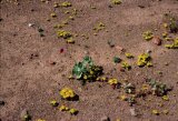 Cruckshanksia pumila in the Atacama Desert of Chile