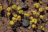 Cruckshanksia pumila in the Atacama Desert of Chile