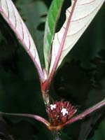 Notopleura plagiantha