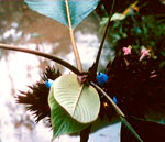 P. acanthacea