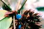 P. acanthacea