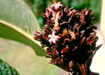P. acanthacea