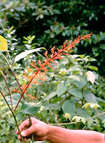 P. acetosoides