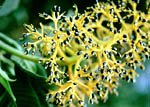 P. aschersonianoides
