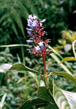 P. amethystina