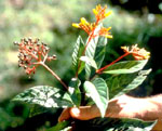 P. croceoides