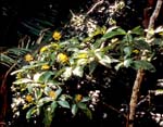 P. guianensis