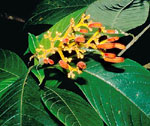 P. longistipulata subsp. chrysorrhachis